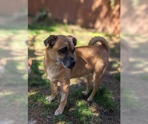 Puggle Dogs for adoption in Seven Valleys, PA, USA