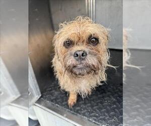 Cairn Terrier-Unknown Mix Dogs for adoption in Rancho Cucamonga, CA, USA