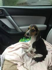 Medium Photo #1 Beagle Puppy For Sale in Saint Louis, MO, USA