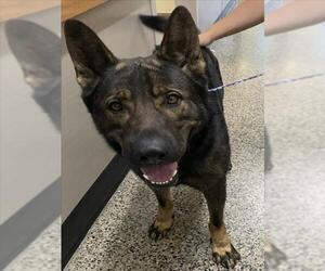 Holland Shepherd Dogs for adoption in Tracy, CA, USA