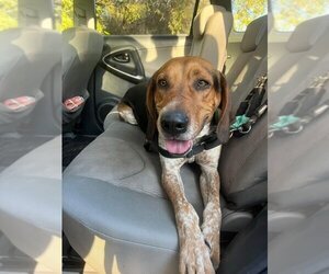 Treeing Walker Coonhound Dogs for adoption in Santa Barbara, CA, USA