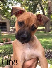 Medium Photo #1 Black Mouth Cur-Unknown Mix Puppy For Sale in Katy, TX, USA