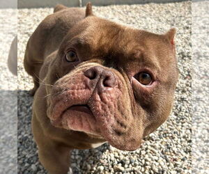 Bulldog-Unknown Mix Dogs for adoption in Jefferson, WI, USA