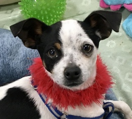 Chihuahua Dogs for adoption in Lancaster, CA, USA