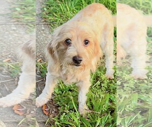 Doxiepoo (Miniature) Dogs for adoption in Oakhurst, NJ, USA