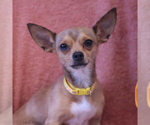 Mutt Dogs for adoption in Philadelphia, PA, USA