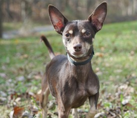 Chihuahua Dogs for adoption in Rocky Mount, VA, USA