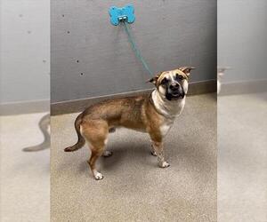 Labrador Retriever-Unknown Mix Dogs for adoption in Las Vegas, NV, USA