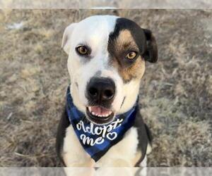 Bulldog-Unknown Mix Dogs for adoption in Pueblo, CO, USA