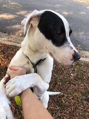Boxador Dogs for adoption in Tuscaloosa, AL, USA