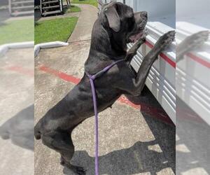 Mutt Dogs for adoption in Houston, TX, USA