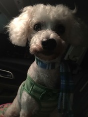 Bichon Frise Dogs for adoption in Tampa, FL, USA