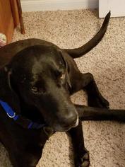 Great Dane-Labrador Retriever Mix Dogs for adoption in Rosenberg, TX, USA