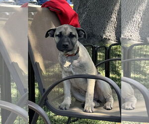 Bulldog-Unknown Mix Dogs for adoption in Sanford, FL, USA