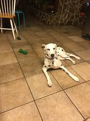 Dalmatian Dogs for adoption in Panama City, FL, USA
