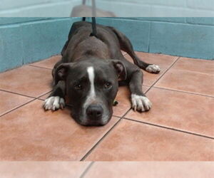 American Pit Bull Terrier-Unknown Mix Dogs for adoption in Downey, CA, USA