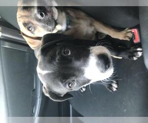 Rottweiler-American Pit Bull Terrier Dogs for adoption in Tucson, AZ, USA