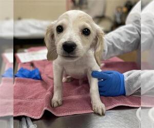 Labbe Dogs for adoption in Center Township, PA, USA