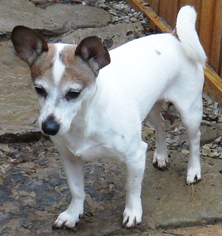 Jack Russell Terrier Dogs for adoption in Stockport, OH, USA