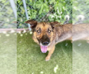 Mutt Dogs for adoption in Rowlett, TX, USA