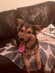 Shollie Dogs for adoption in Fenton, MO, USA