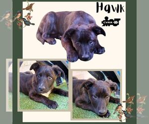 Australian Shepherd-Retriever  Mix Dogs for adoption in Lindsay, CA, USA