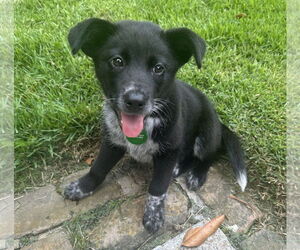 Australian Shepherd Dogs for adoption in New Orleans, LA, USA