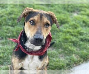 German Shepherd Dog-Unknown Mix Dogs for adoption in Tulsa, OK, USA