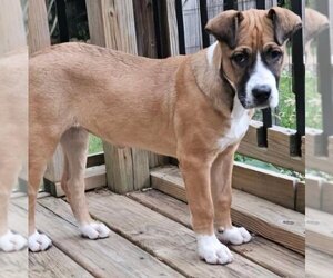 Boxer-Unknown Mix Dogs for adoption in Alexander, AR, USA
