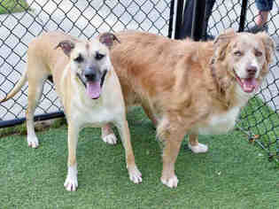 Anatolian Shepherd Dogs for adoption in Atlanta, GA, USA