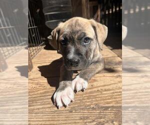 American Staffordshire Terrier-Unknown Mix Dogs for adoption in Santa Cruz, CA, USA