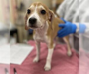 Labbe Dogs for adoption in Center Township, PA, USA