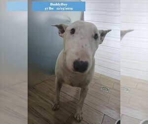 Bull Terrier Dogs for adoption in West Hollywood, CA, USA