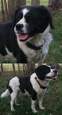 Bocker Dogs for adoption in Chantilly, VA, USA