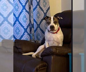 Boxer-Unknown Mix Dogs for adoption in Sheboygan, WI, USA