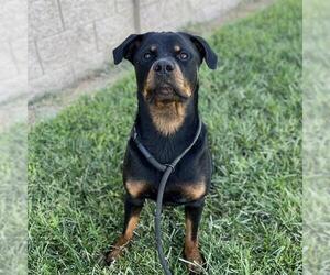Rottweiler Dogs for adoption in Modesto, CA, USA