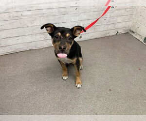 American Pit Bull Terrier Dogs for adoption in San Bernardino, CA, USA