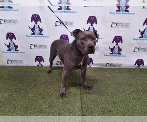American Pit Bull Terrier Dogs for adoption in Orlando, FL, USA