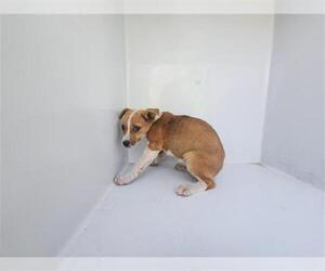 Staffordshire Bull Terrier-Unknown Mix Dogs for adoption in Houston, TX, USA