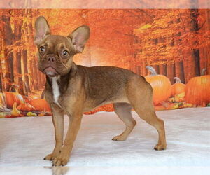 French Bulldog-Unknown Mix Dogs for adoption in Oroville, CA, USA