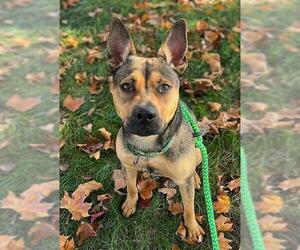 German Shepherd Dog-Unknown Mix Dogs for adoption in Sacramento, CA, USA