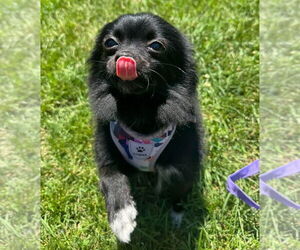 Pomeranian Dogs for adoption in Muskegon, MI, USA