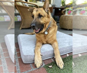 German Shepherd Dog Dogs for adoption in San Diego, CA, USA