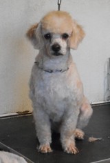 Poodle (Miniature) Dogs for adoption in Yucaipa, CA, USA
