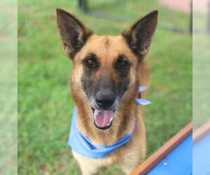 German Shepherd Dog-Unknown Mix Dogs for adoption in San Antonio, TX, USA