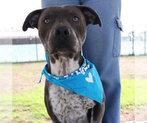 American Staffordshire Terrier-Unknown Mix Dogs for adoption in San Antonio, TX, USA