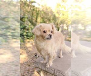 Pekingese-Unknown Mix Dogs for adoption in Clifton, TX, USA