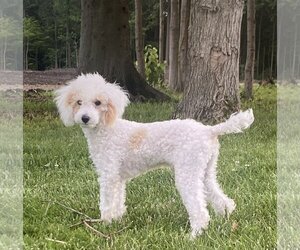 Poodle (Miniature) Dogs for adoption in Fort Wayne, IN, USA