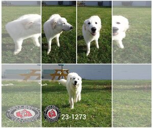 Great Pyrenees Dogs for adoption in Georgetown, KY, USA