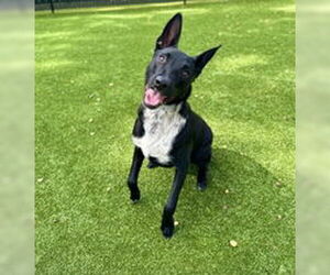 Border Collie Dogs for adoption in Salinas, CA, USA